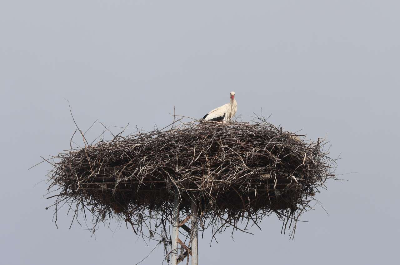 Konya’ya bahar geldi! Leylekler müjdeledi 5
